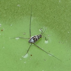 Trepobates subnitidus