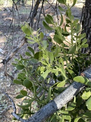 Phoradendron villosum