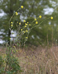 Rhamphospermum nigrum