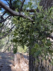 Phoradendron villosum