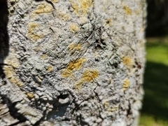 Chrysothrix candelaris