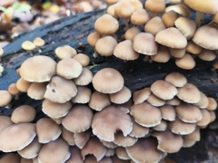 Fungi