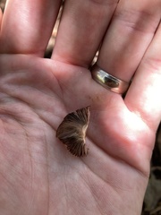Agaricus subrufescens