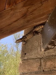 Ctenosaura macrolopha