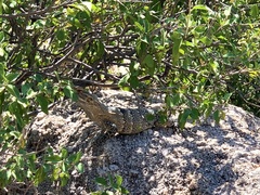 Ctenosaura macrolopha
