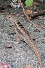 Microlophus occipitalis