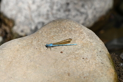 Argia westfalli