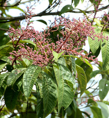 Miconia trinervia