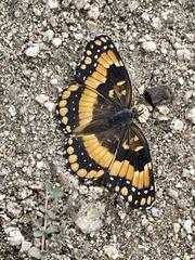 Chlosyne californica