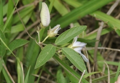Centrosema pubescens