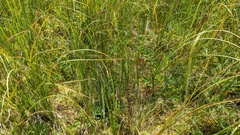 Carex aquatilis