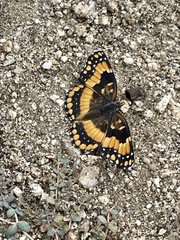 Chlosyne californica