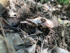 Agaricus subrufescens