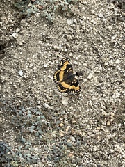 Chlosyne californica