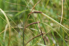 Carex aquatilis