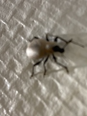 Otiorhynchus rugosostriatus