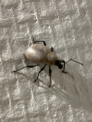 Otiorhynchus rugosostriatus