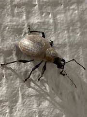 Otiorhynchus rugosostriatus