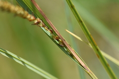 Carex aquatilis
