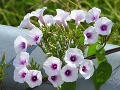 Ipomoea amnicola