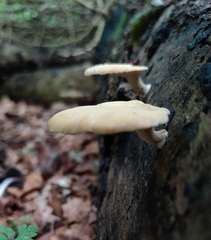 Cerioporus leptocephalus