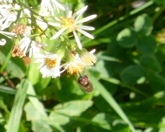 Melanostoma mellinum