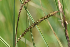 Carex aquatilis