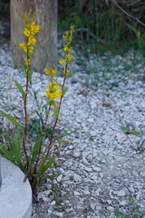 Solidago uliginosa