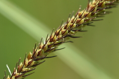 Carex aquatilis