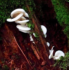 Pleurocybella porrigens