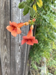 Campsis radicans