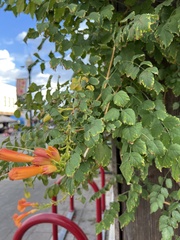 Campsis radicans