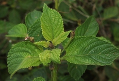 Lantana velutina