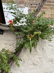 Campsis radicans