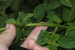 Lantana velutina