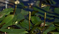 Potamogeton ferrugineus