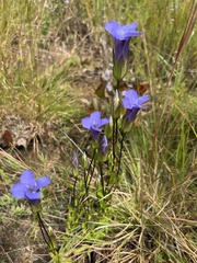 Gentianopsis crinita