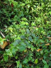 Tradescantia fluminensis