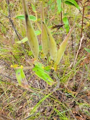 Asclepias tuberosa
