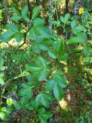 Citrus trifoliata
