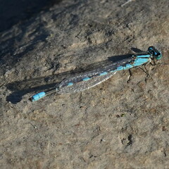 Enallagma carunculatum