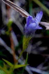 Gentianopsis virgata