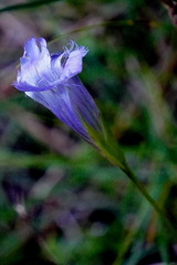 Gentianopsis virgata