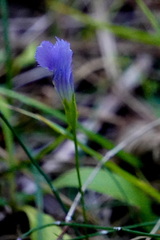 Gentianopsis virgata