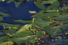 Potamogeton ferrugineus