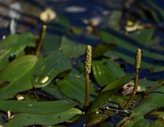 Potamogeton ferrugineus