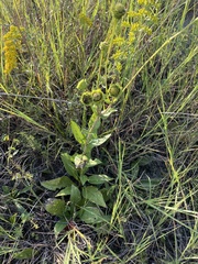 Silphium confertifolium