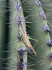 Conocephalini