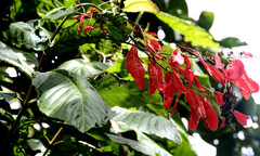Warszewiczia coccinea