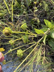 Silphium confertifolium